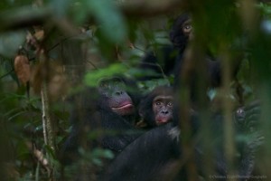 Bonobos in the mist